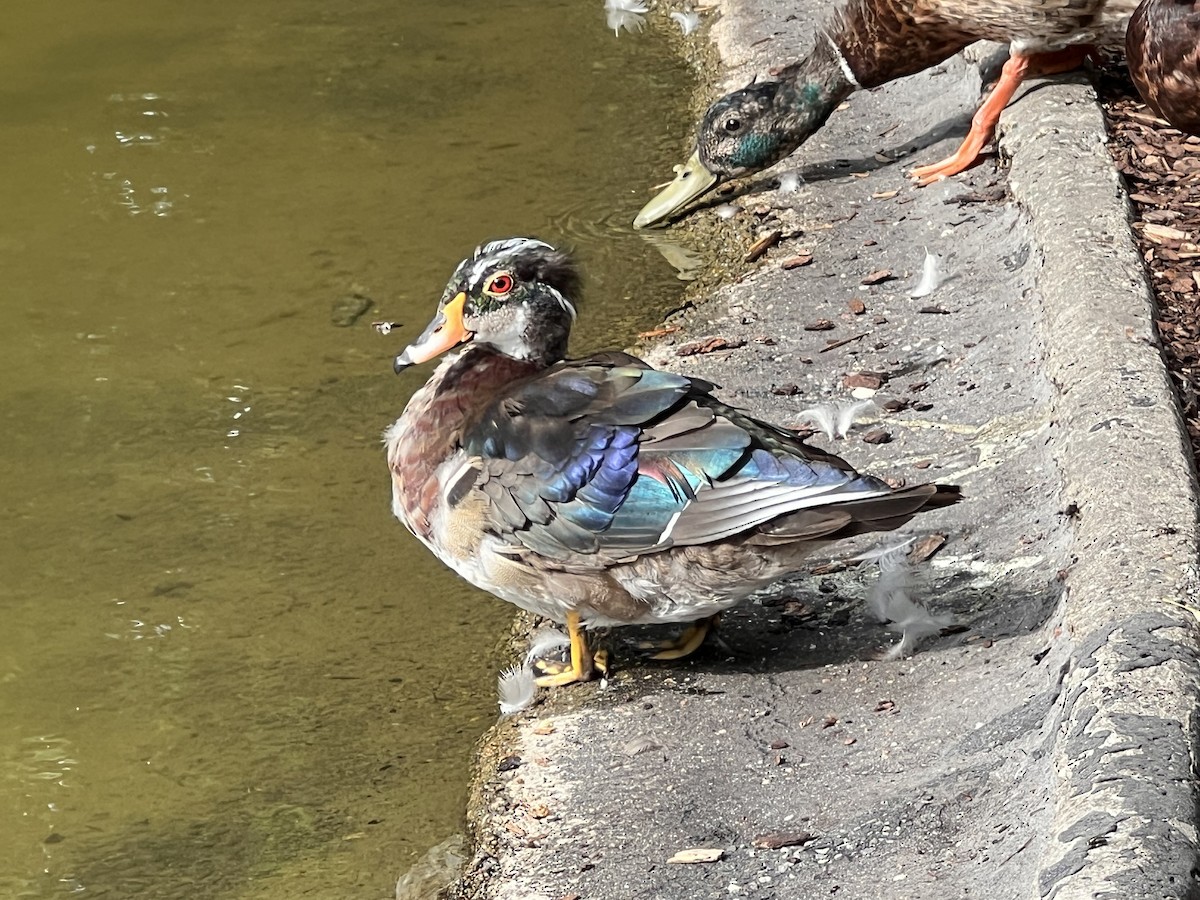 Mandarin Duck - ML620734282