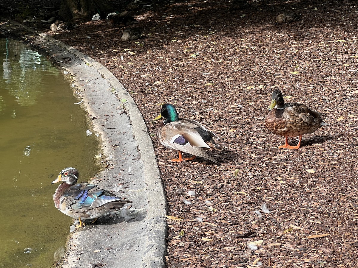 Mandarin Duck - ML620734283