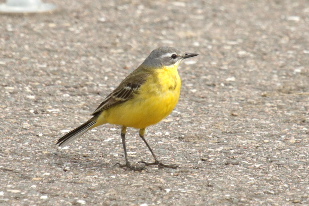 Western Yellow Wagtail - Jan Roedolf