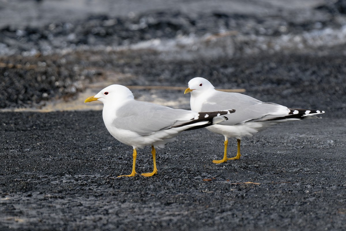 Common Gull - ML620734288