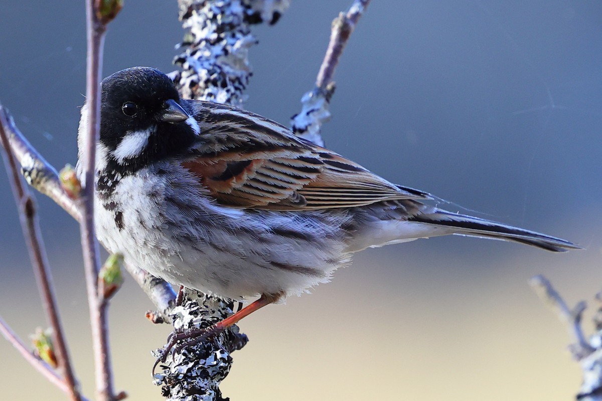 Reed Bunting - ML620734289