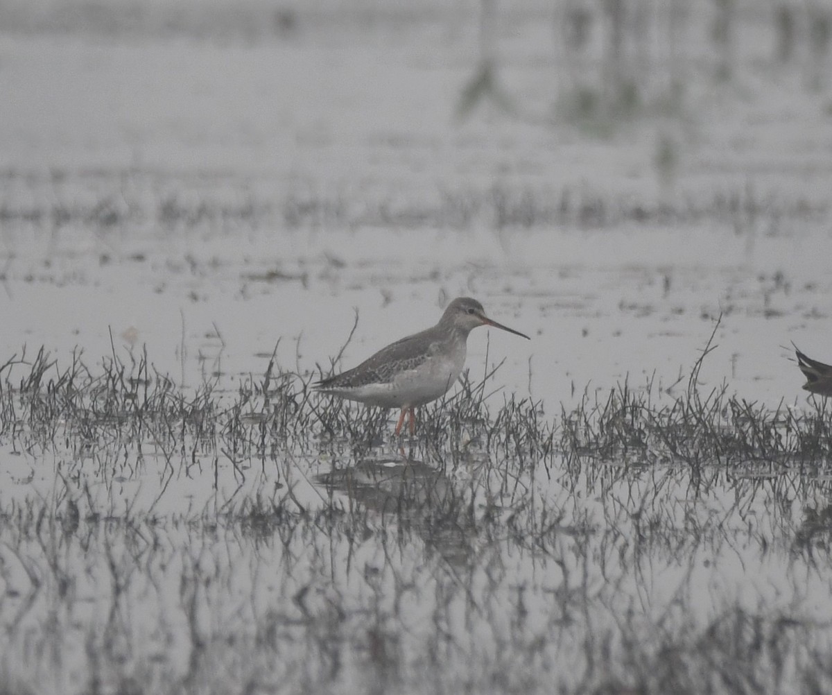 Spotted Redshank - ML620734290