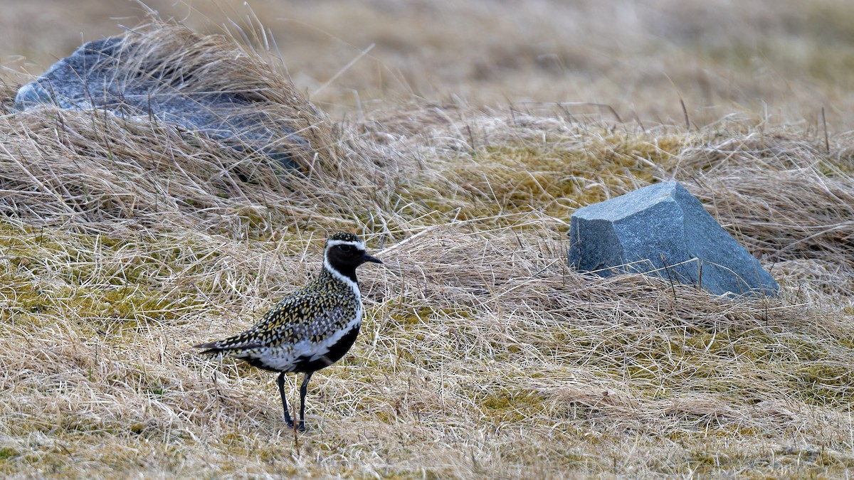 European Golden-Plover - ML620734291