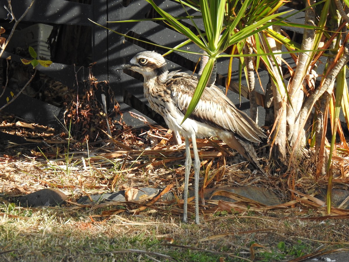 Bush Thick-knee - ML620734292