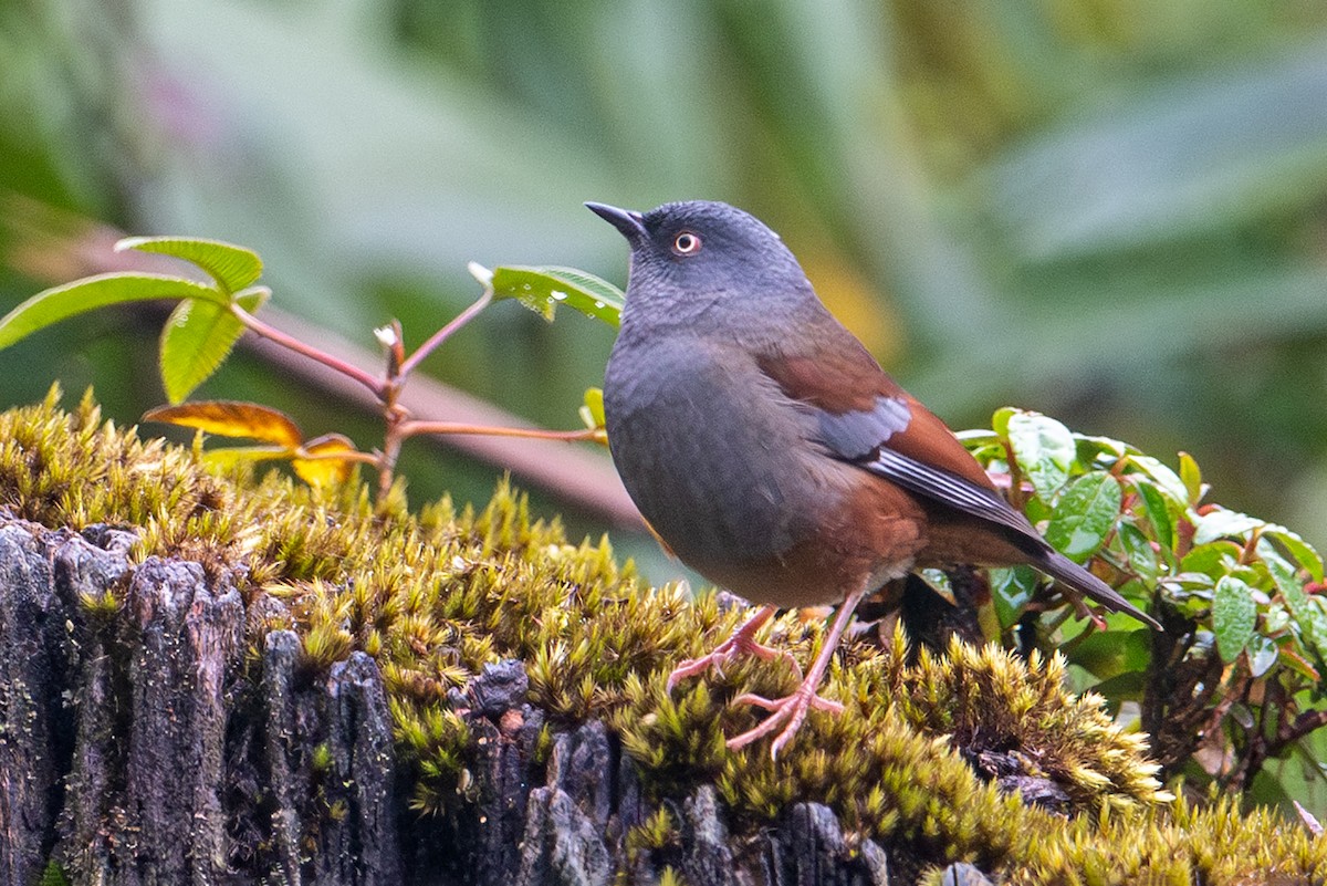 Maroon-backed Accentor - ML620734293