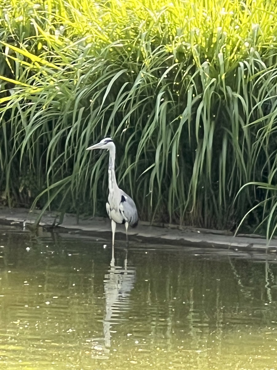 Gray Heron - ML620734300