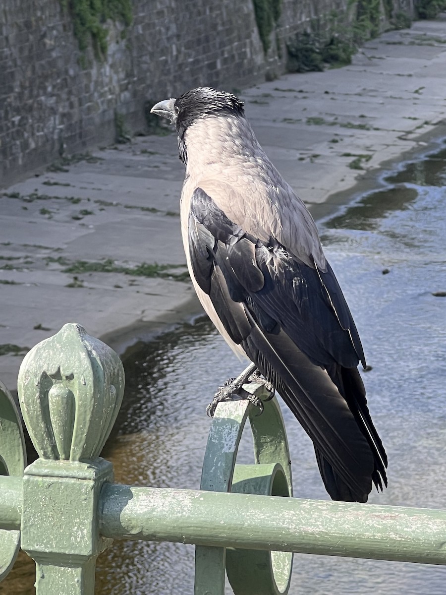 Hooded Crow - Christina Colby