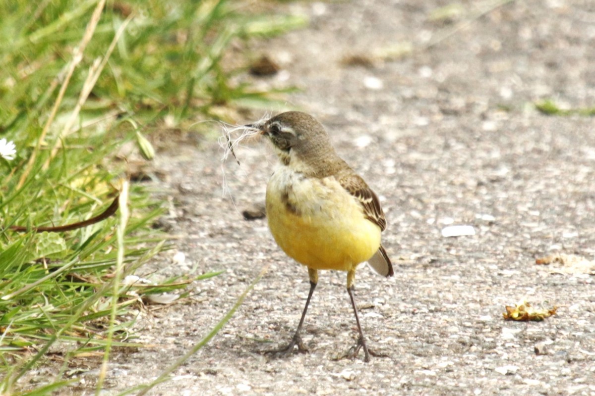 Western Yellow Wagtail - ML620734305