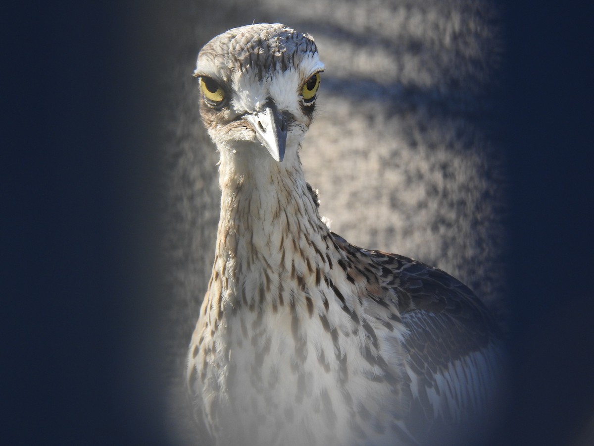 Bush Thick-knee - ML620734306