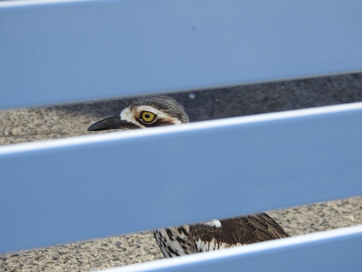 Bush Thick-knee - ML620734307