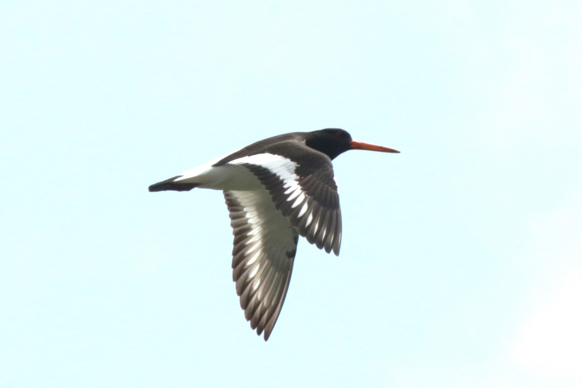 Eurasian Oystercatcher - ML620734309