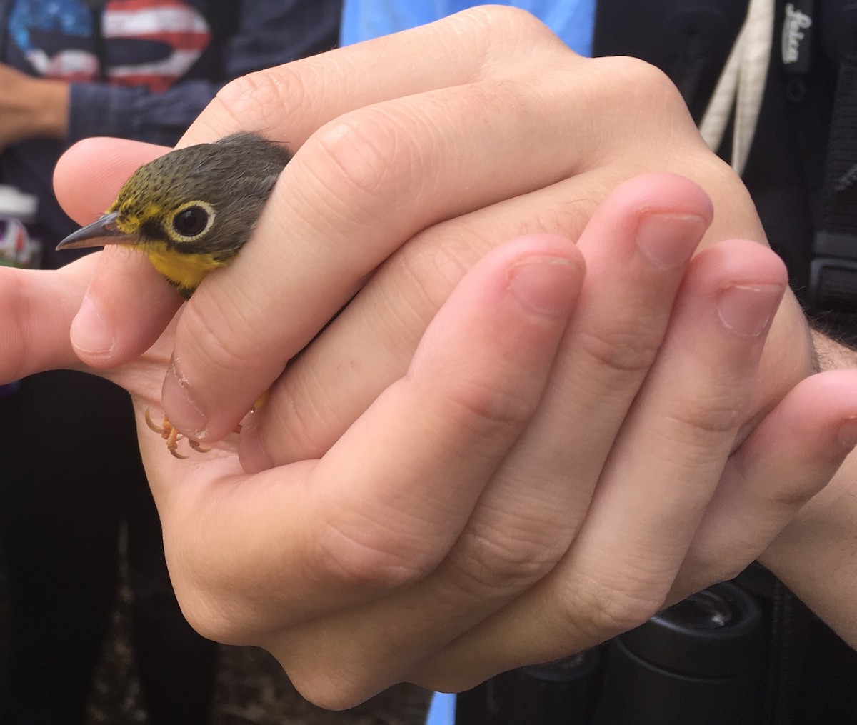 Canada Warbler - ML62073431