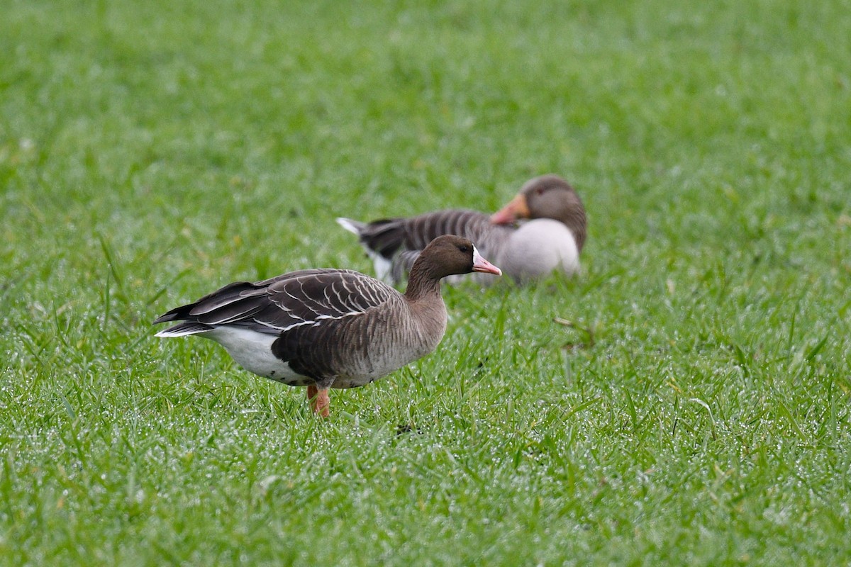 Greater White-fronted Goose - ML620734312