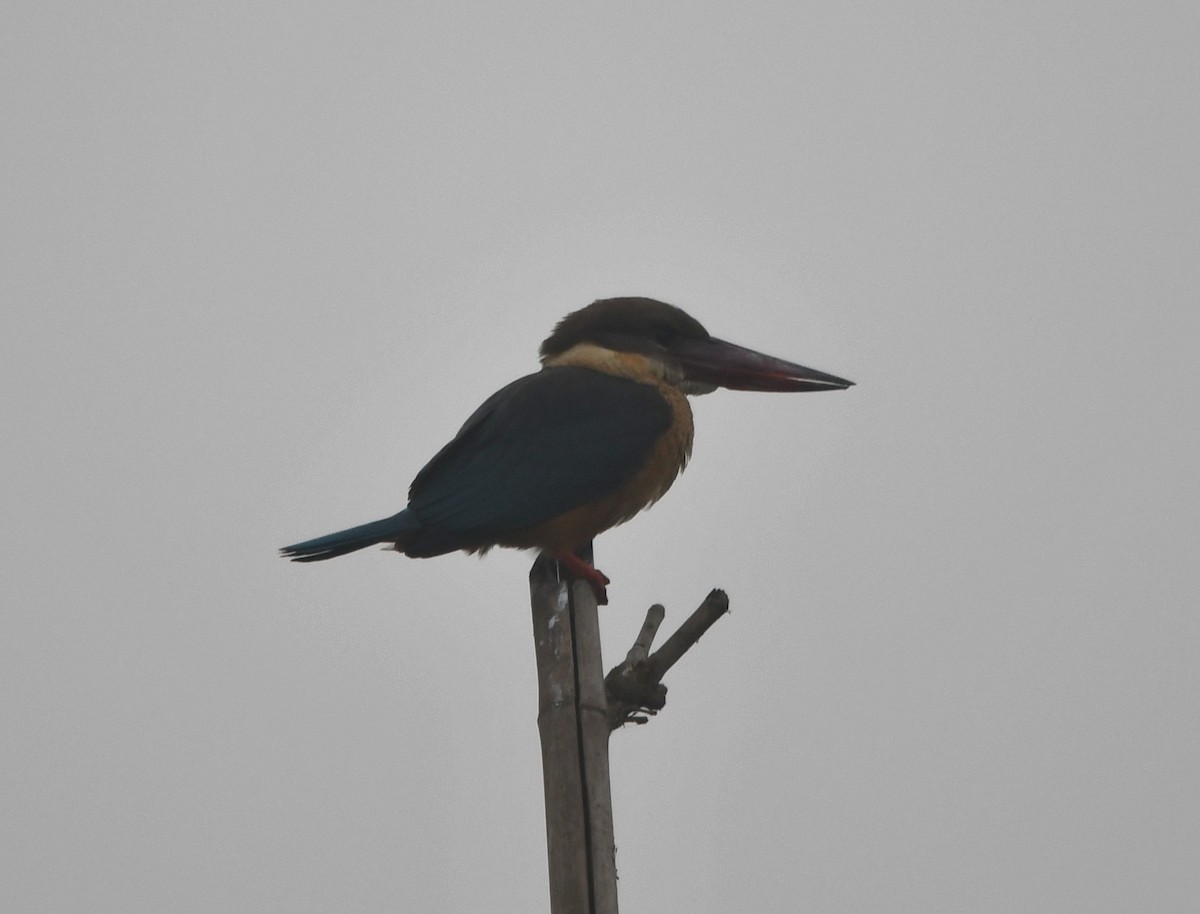 Stork-billed Kingfisher - ML620734314