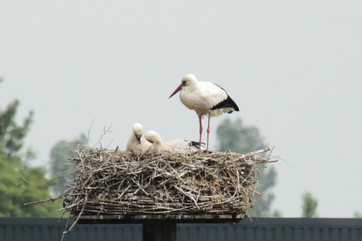 White Stork - ML620734323