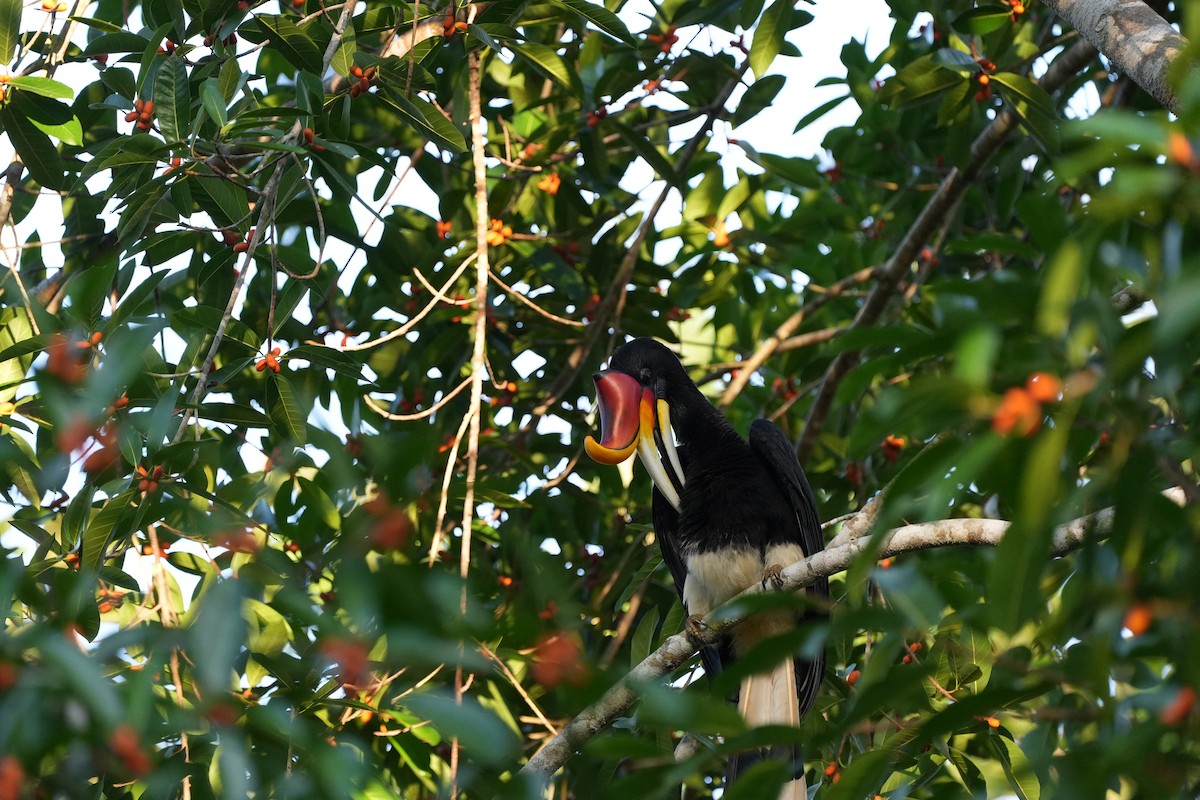 Rhinoceros Hornbill - ML620734325