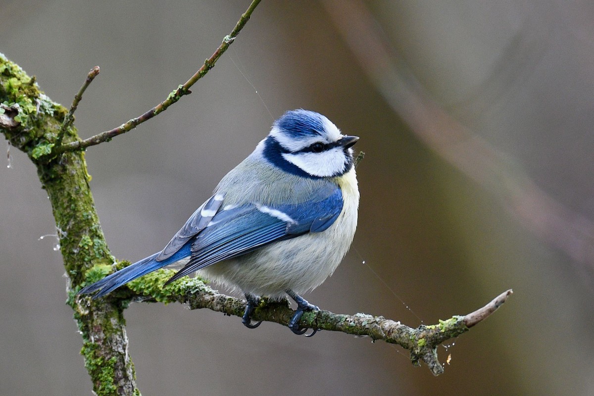 Eurasian Blue Tit - ML620734326