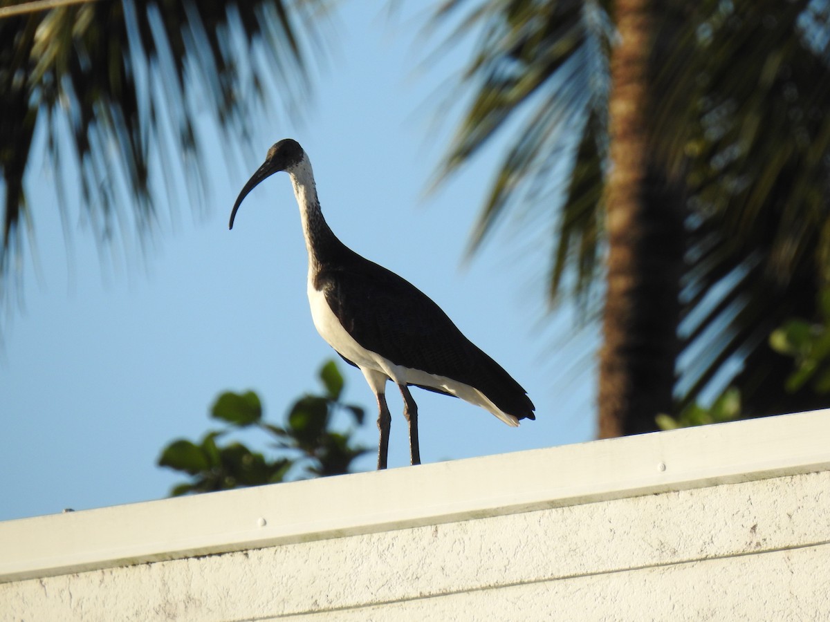 Straw-necked Ibis - ML620734327