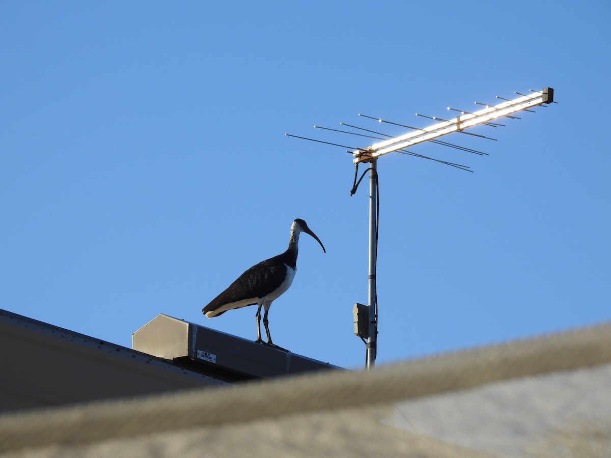 Straw-necked Ibis - ML620734328