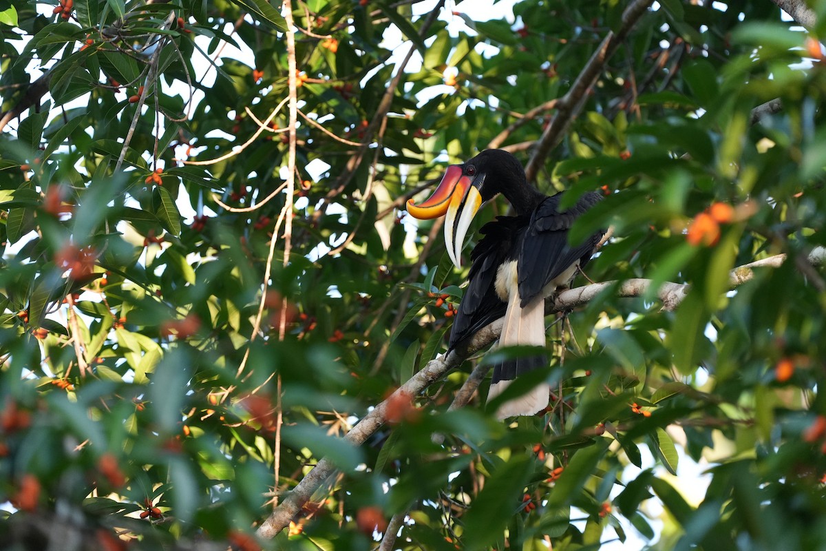 Rhinoceros Hornbill - ML620734329