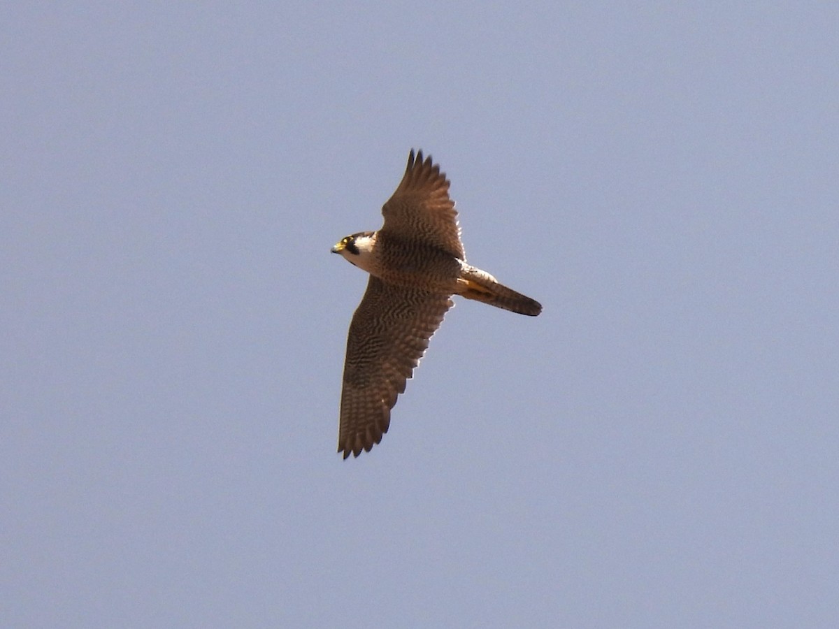 Peregrine Falcon - ML620734331