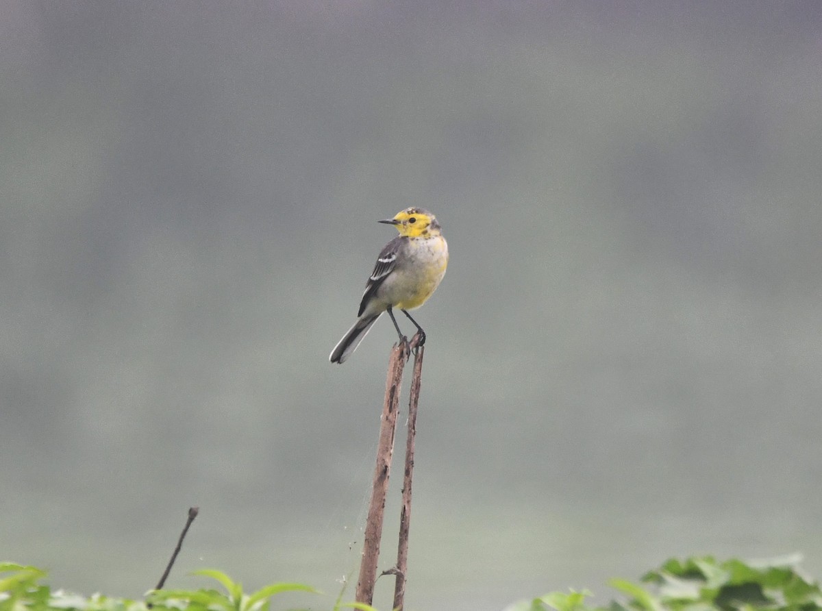 Citrine Wagtail - ML620734334