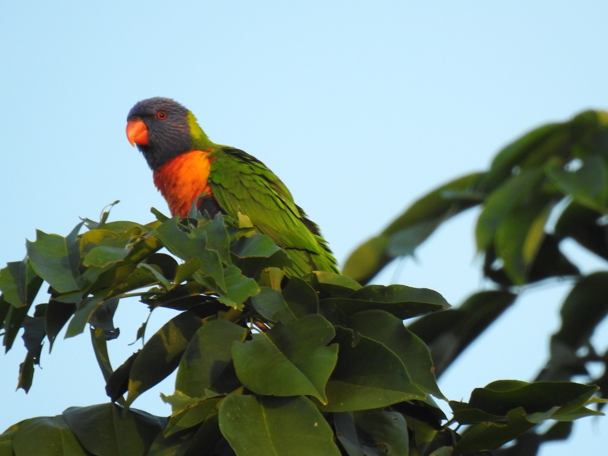 Rainbow Lorikeet - ML620734335