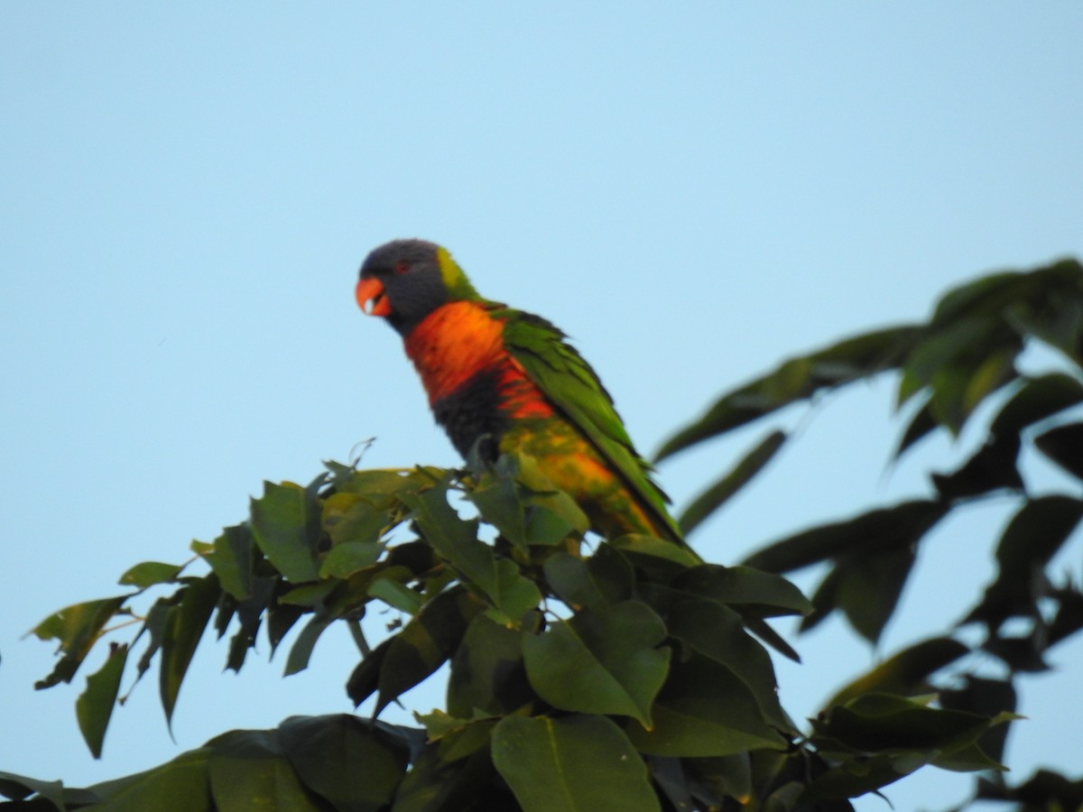 Rainbow Lorikeet - ML620734336