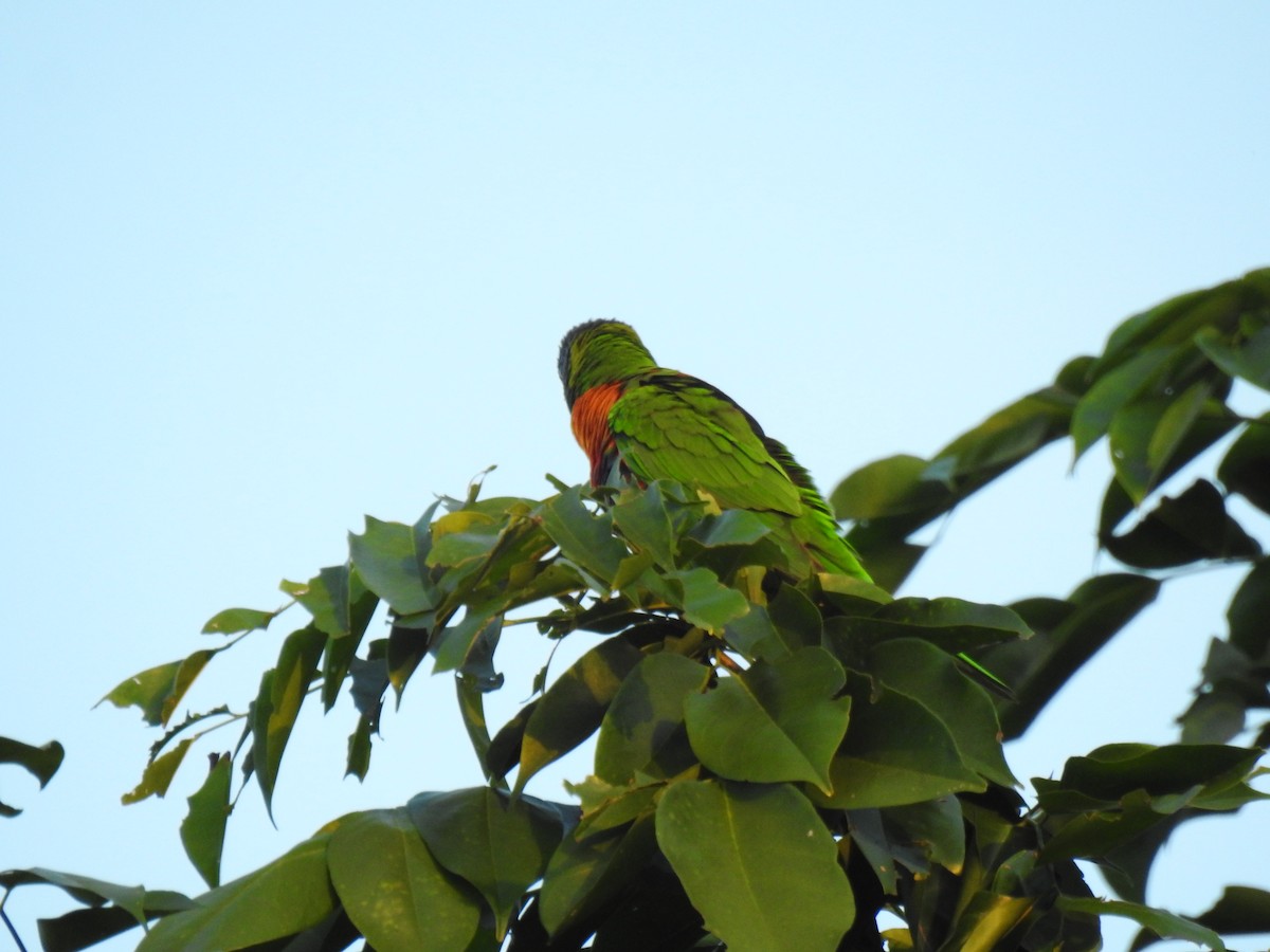 Rainbow Lorikeet - ML620734337