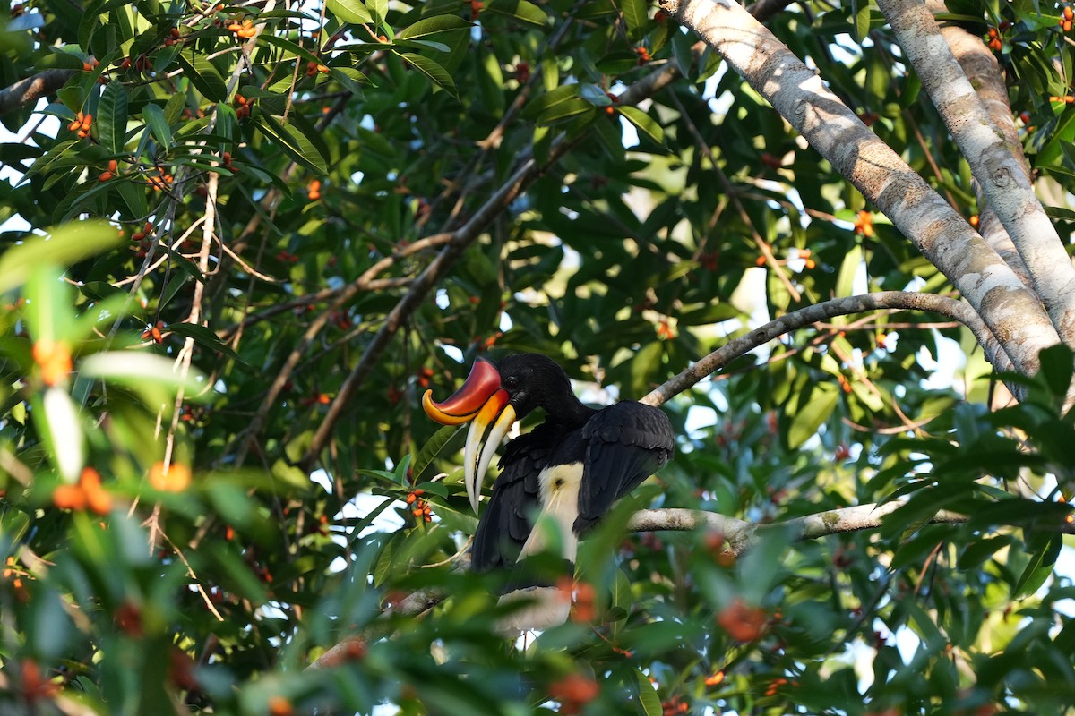 Rhinoceros Hornbill - ML620734338