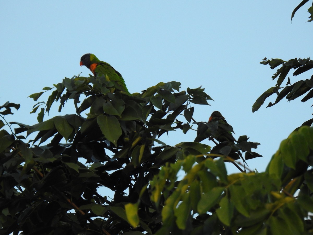 Rainbow Lorikeet - ML620734339