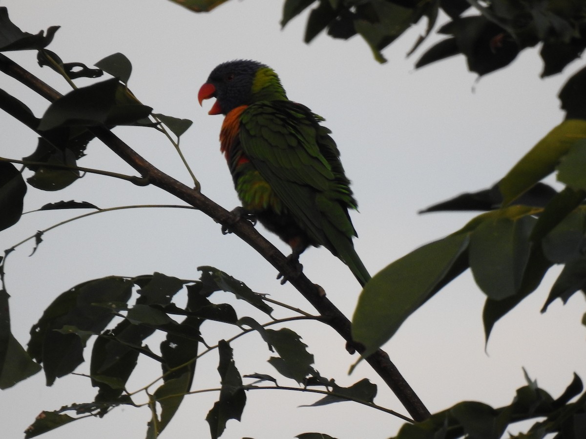 Rainbow Lorikeet - ML620734340