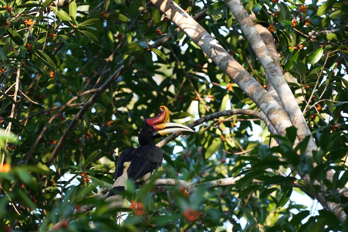 Rhinoceros Hornbill - ML620734341