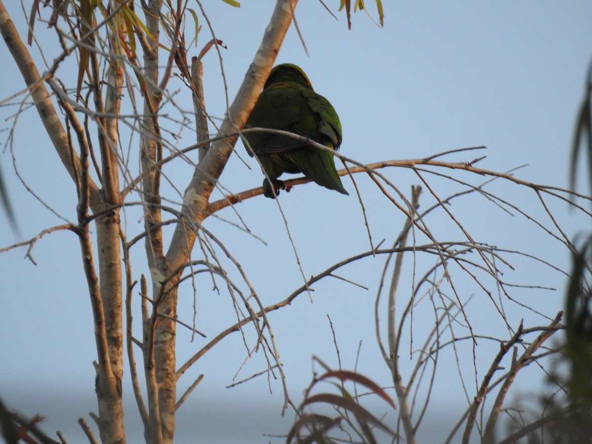 Rainbow Lorikeet - ML620734343