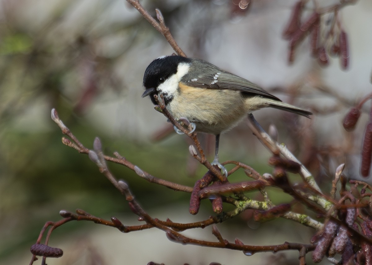 Coal Tit (British) - ML620734347