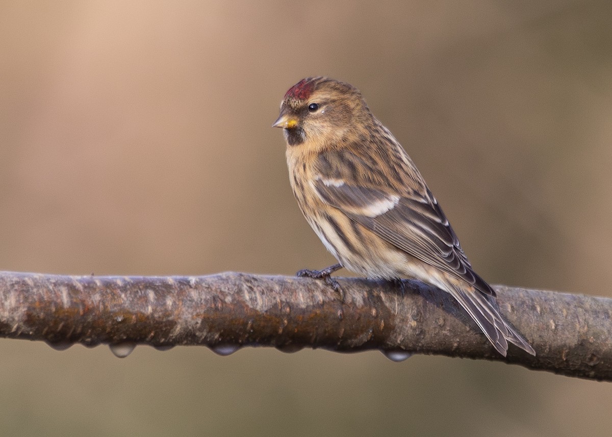 Lesser Redpoll - ML620734348