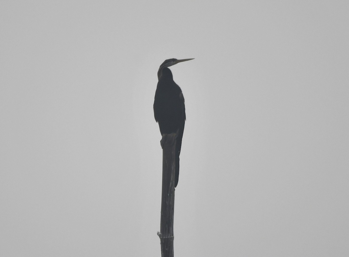 Anhinga Asiática - ML620734351