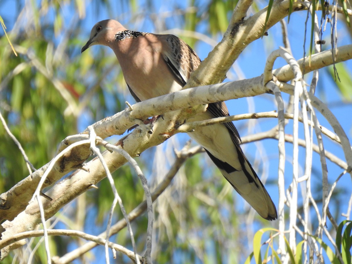 珠頸斑鳩 - ML620734353