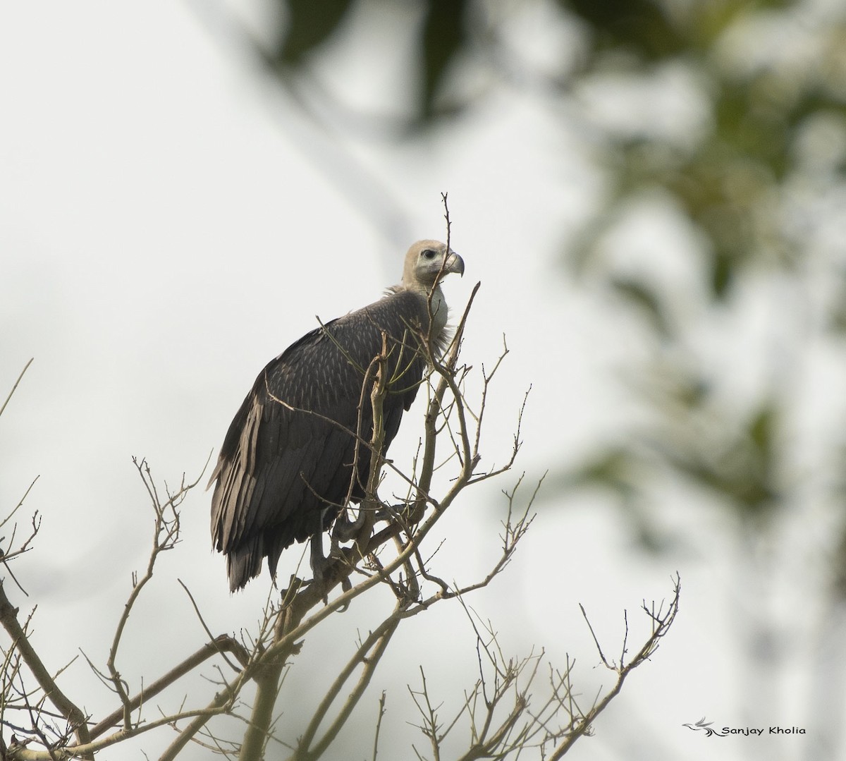 White-rumped Vulture - ML620734360