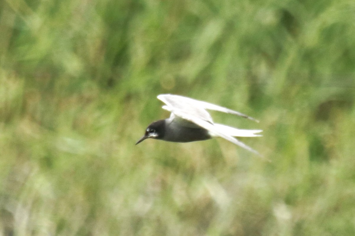 Black Tern - ML620734361