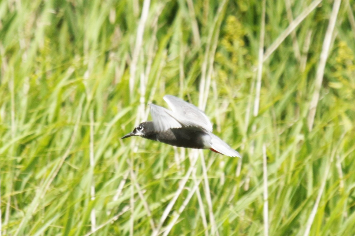 Black Tern - Jan Roedolf