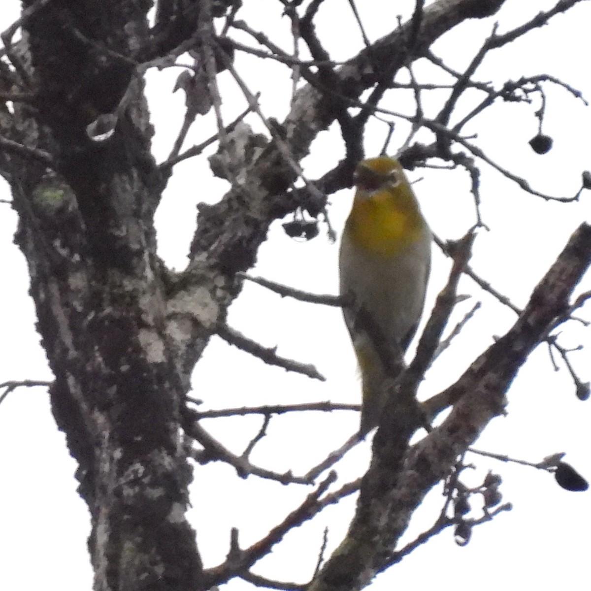 Warbling White-eye - ML620734370