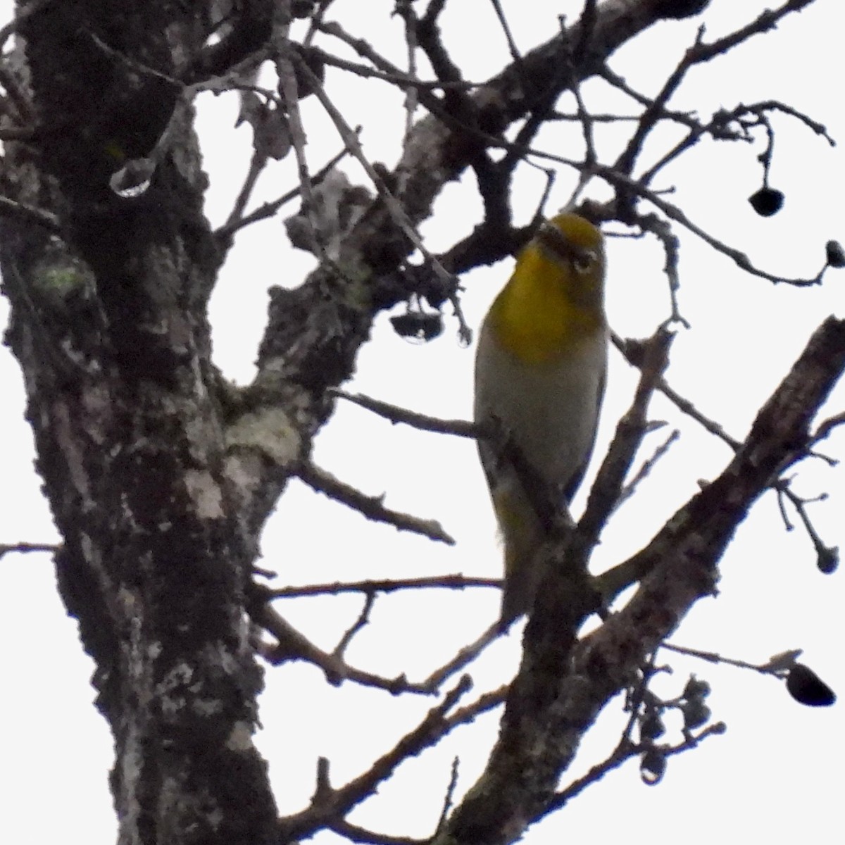 Warbling White-eye - ML620734371