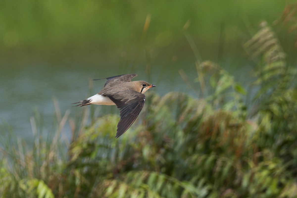 Oriental Pratincole - ML620734374