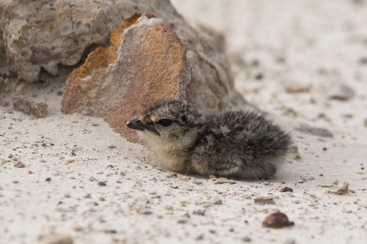 Oriental Pratincole - ML620734375