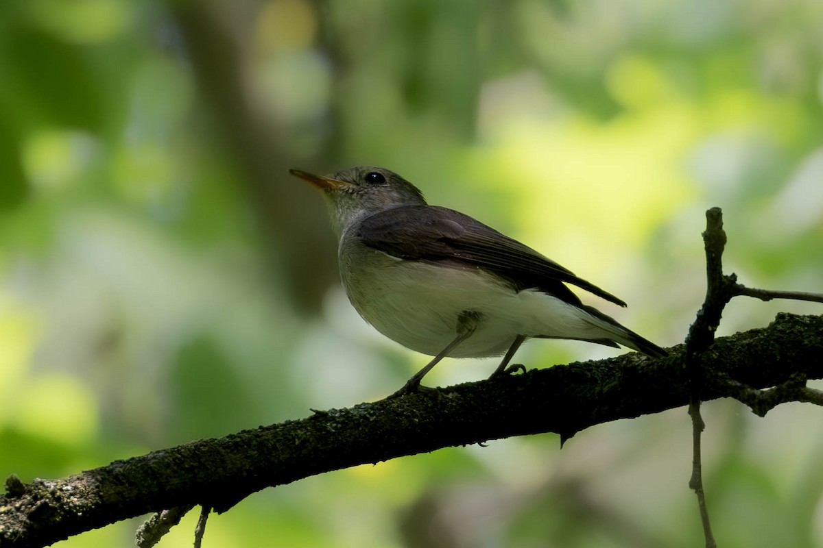 Kashmir Flycatcher - ML620734376