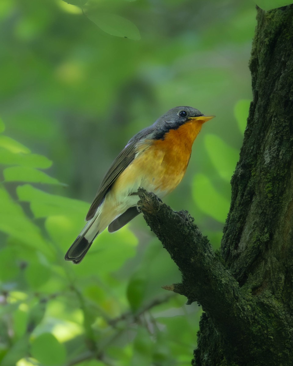 Kashmir Flycatcher - ML620734377