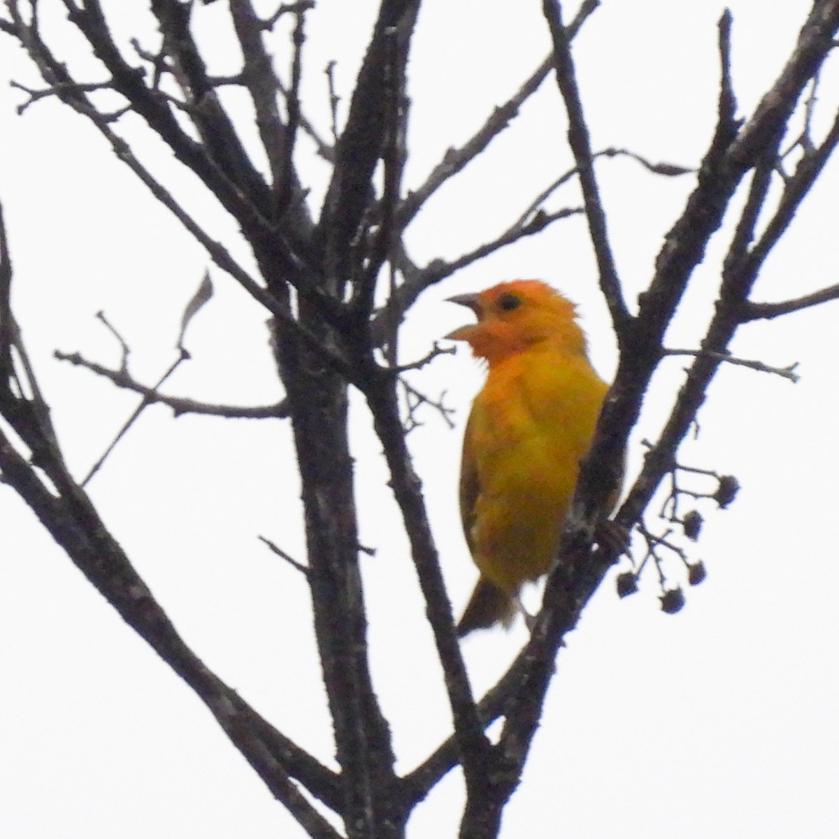 Saffron Finch - ML620734378