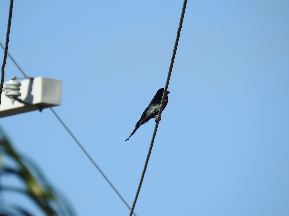 Spangled Drongo - ML620734380