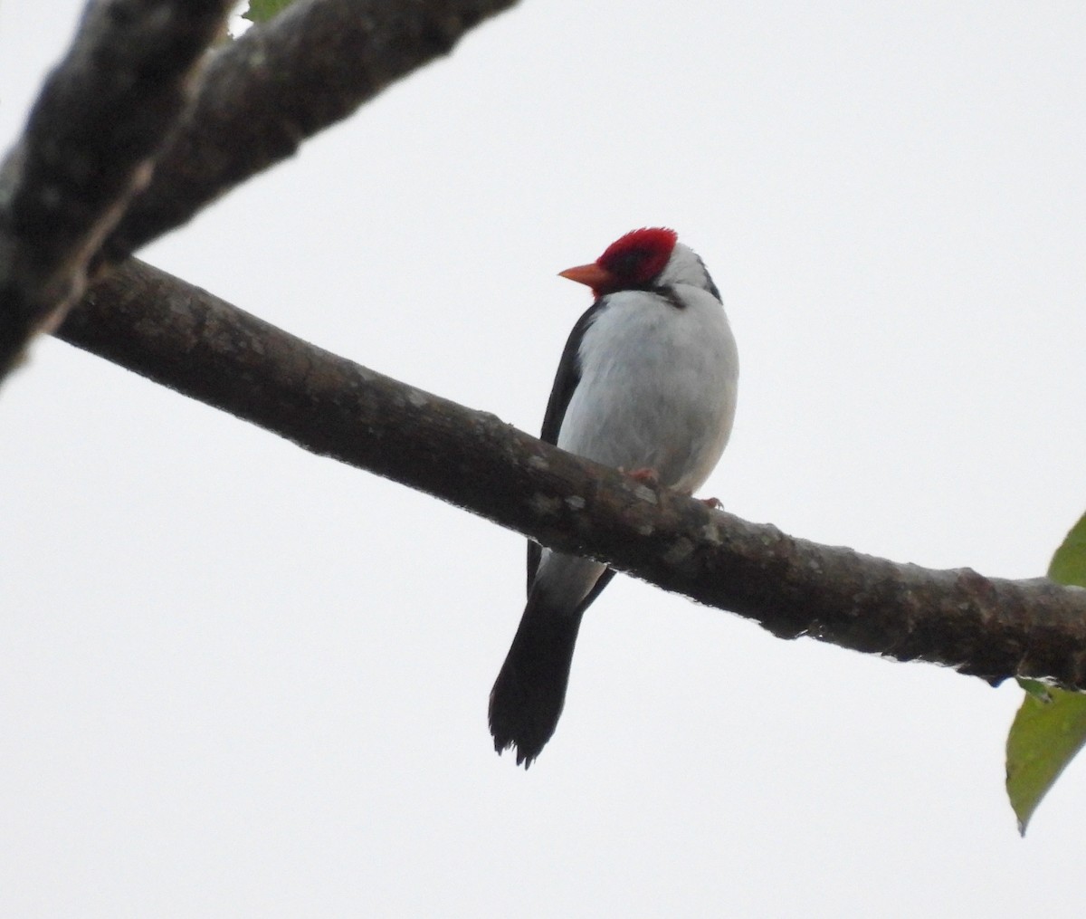 Yellow-billed Cardinal - ML620734381